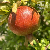 фото из отзыва ID 2373204