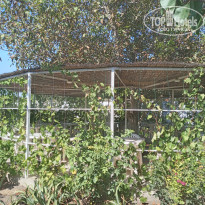 фото из отзыва ID 2374349