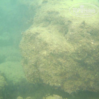 фото из отзыва ID 2376211