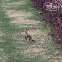 фото из отзыва ID 2376374