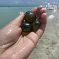 фото из отзыва ID 2378336