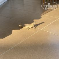 фото из отзыва ID 2378336