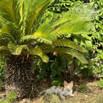 фото из отзыва ID 2378391