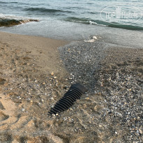 фото из отзыва ID 2378671