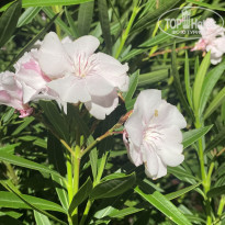 фото из отзыва ID 2380753