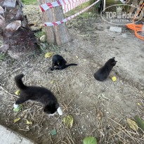 фото из отзыва ID 2380830