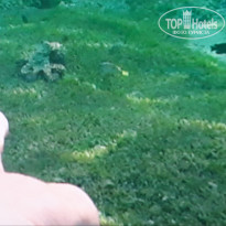 фото из отзыва ID 2381332