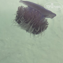 фото из отзыва ID 2381439