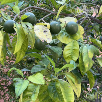 фото из отзыва ID 2381676