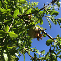 фото из отзыва ID 2381981