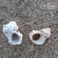 фото из отзыва ID 2382176