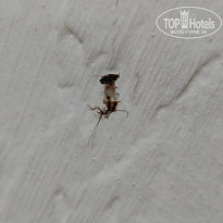 фото из отзыва ID 2382320