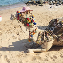 фото из отзыва ID 2383438