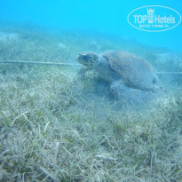 фото из отзыва ID 2383438