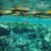 фото из отзыва ID 2382560