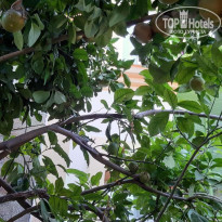 фото из отзыва ID 2384412