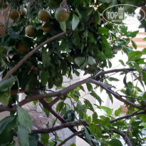 фото из отзыва ID 2384412