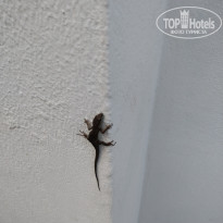 фото из отзыва ID 2385515