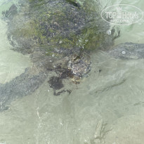 фото из отзыва ID 2386015