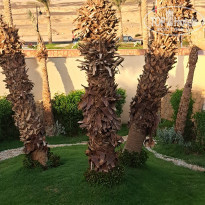 фото из отзыва ID 2386085