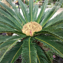 фото из отзыва ID 2386110