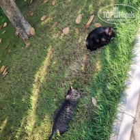 фото из отзыва ID 2386541