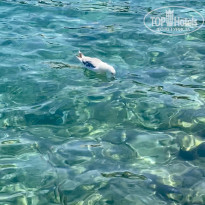 фото из отзыва ID 2387087