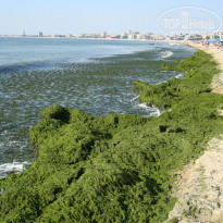 фото из отзыва ID 243952