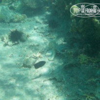 фото из отзыва ID 243987