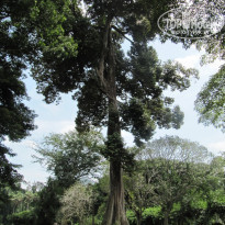 фото из отзыва ID 245558