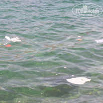 фото из отзыва ID 246952