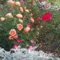 фото из отзыва ID 2560007