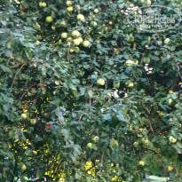 фото из отзыва ID 2560007