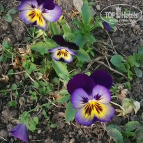 фото из отзыва ID 2560007