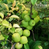 фото из отзыва ID 2560007