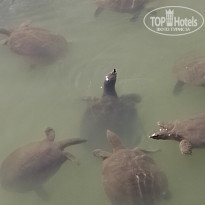 фото из отзыва ID 2560538