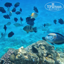 фото из отзыва ID 2561430