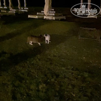 фото из отзыва ID 2562880