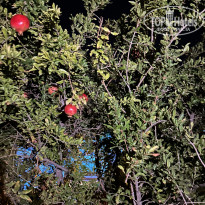 фото из отзыва ID 2564301