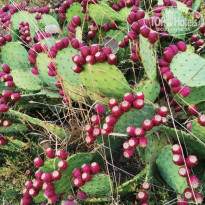 фото из отзыва ID 2565590