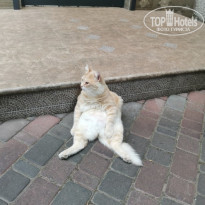 фото из отзыва ID 2565590