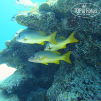 фото из отзыва ID 2566545