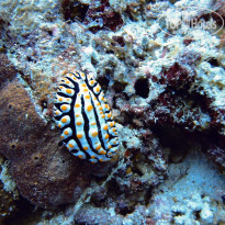 фото из отзыва ID 2566545