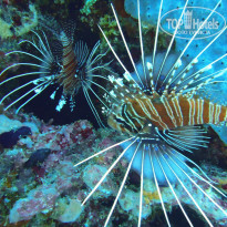 фото из отзыва ID 2566545