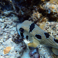 фото из отзыва ID 2566545