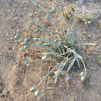 фото из отзыва ID 2567076