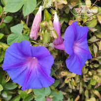 фото из отзыва ID 2567076