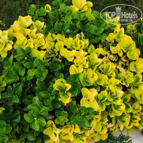 фото из отзыва ID 2567076