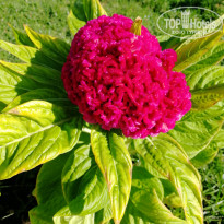 фото из отзыва ID 2567599