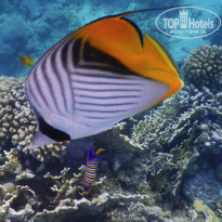 фото из отзыва ID 2568361